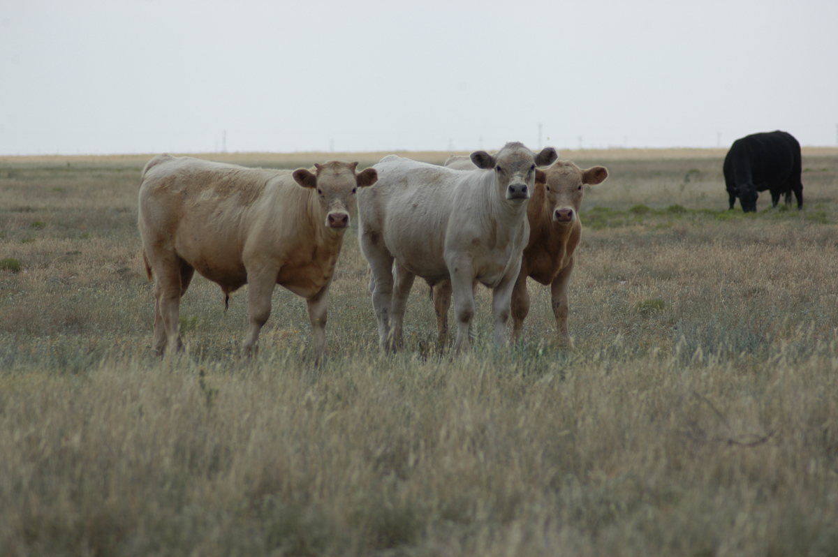 spring cross bred calves